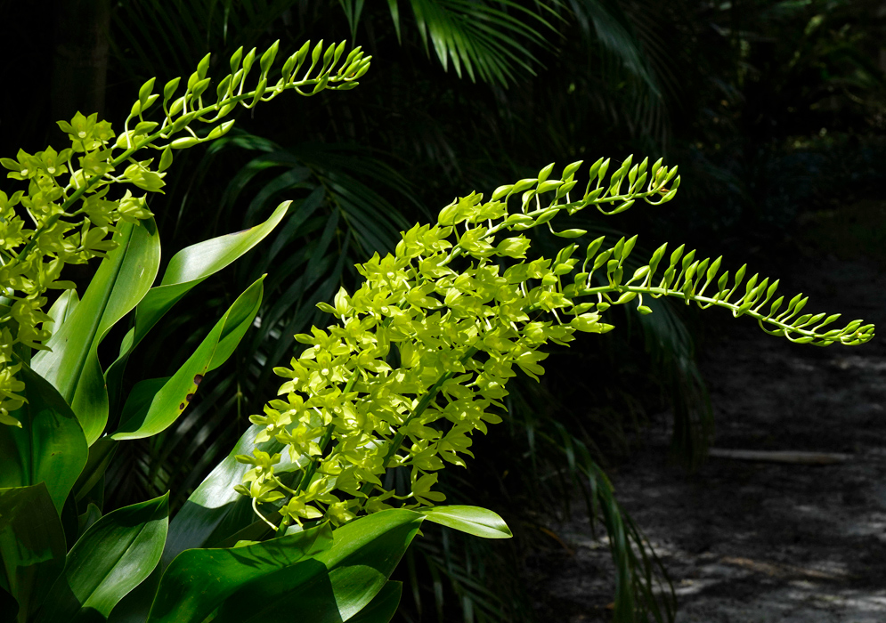 Close-up image of vibrant spike of yellow-green Grammatophyllum scriptum flowers, each with slightly pointed petals radiating outward and a distinct white center, arranged densely along a tall stem