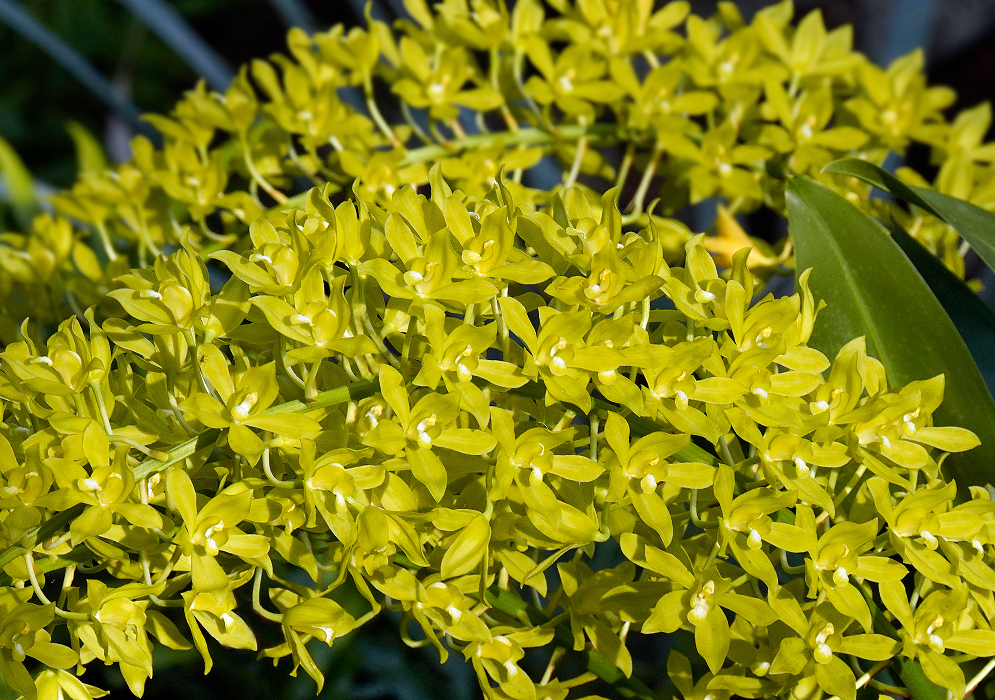 Grammatophyllum scriptum flower cluster with a dense, cascading array of small, star-shaped yellow-green blossoms with white centers arranged along a long arching stem,