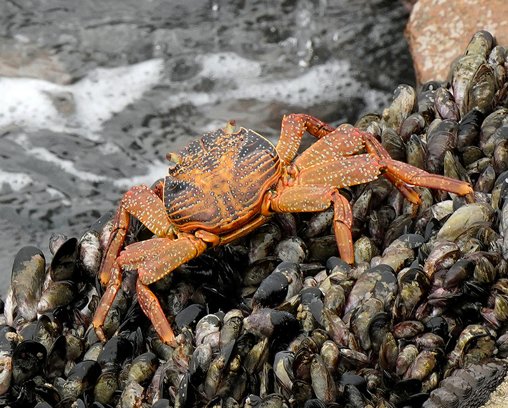 A bright Grapsus grapsus rests on a dense bed of dark mussels with its colorful shell visible