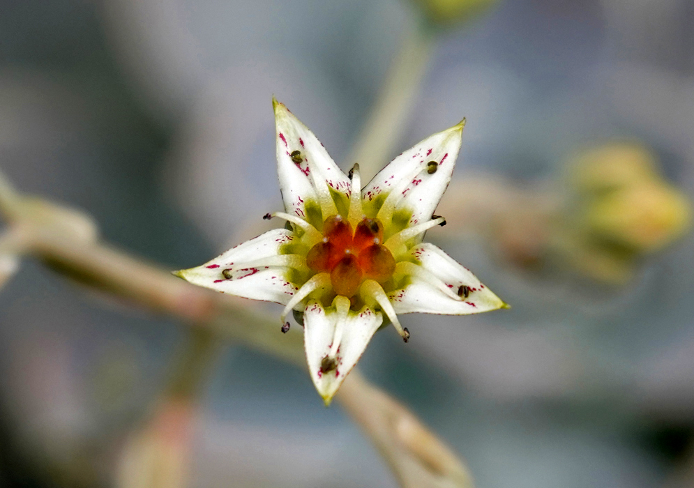 A white Graptopetalum paraguayense flower with purple markings, a green throat and orange pistils