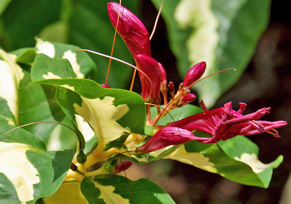 Variegated leaves and purple-red Graptophyllum pictum flowers and flower buds