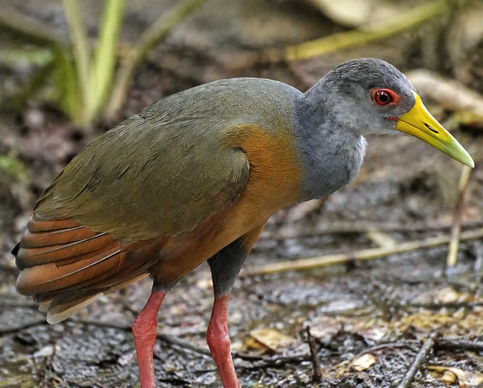 Aramides cajaneus Standing An Aramides cajaneus standing with its legs, posture, and body plumage visible