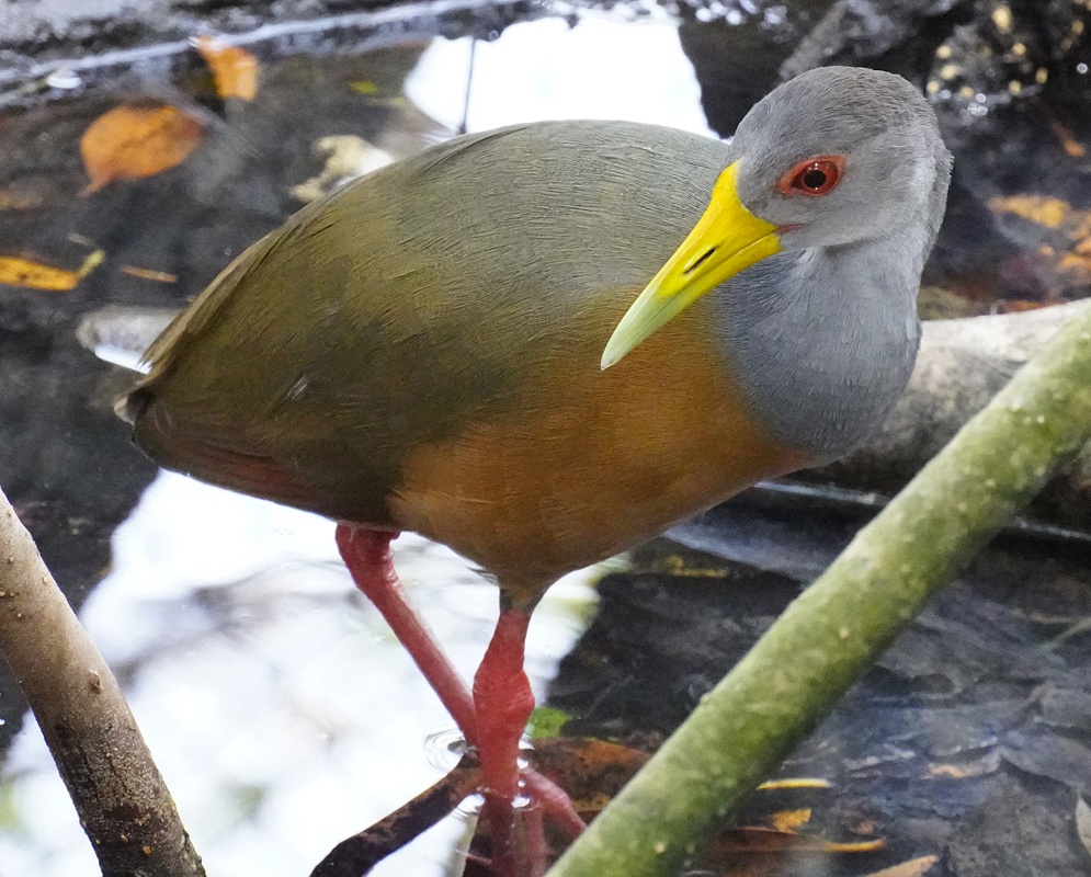 Aramides cajaneus Gray Cowled Wood Rail An Aramides cajaneus shown as the gray cowled wood rail in a clear view with its characteristic plumage visible