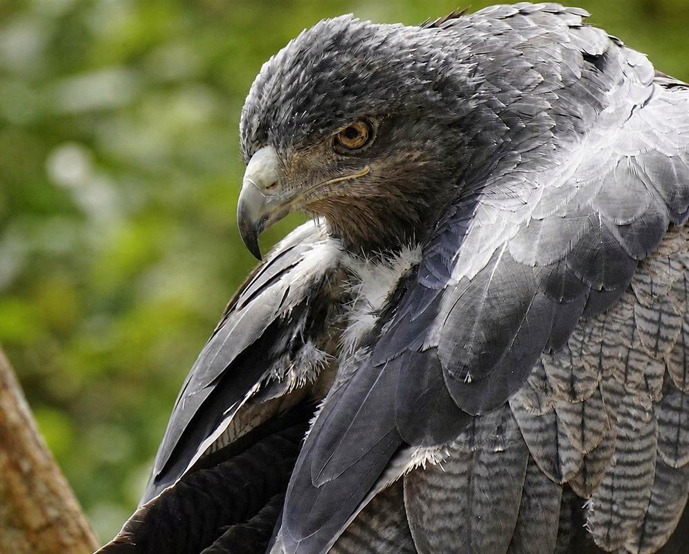 A Buteogallus urubitinga shown in a close portrait with its head and facial features visible from a second distinct angle