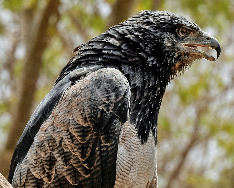Buteogallus urubitinga Raptor A Buteogallus urubitinga shown in a view emphasizing raptor, with its characteristic plumage visible