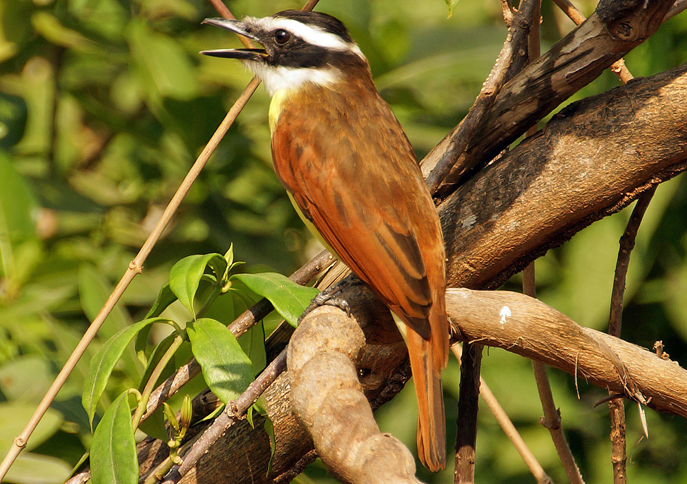 The brown back feather of the Great Kiskadee