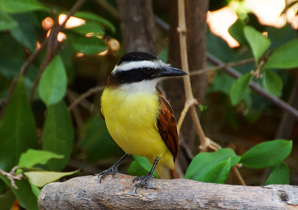 Great Kiskadee on a branch showing its yellow breast