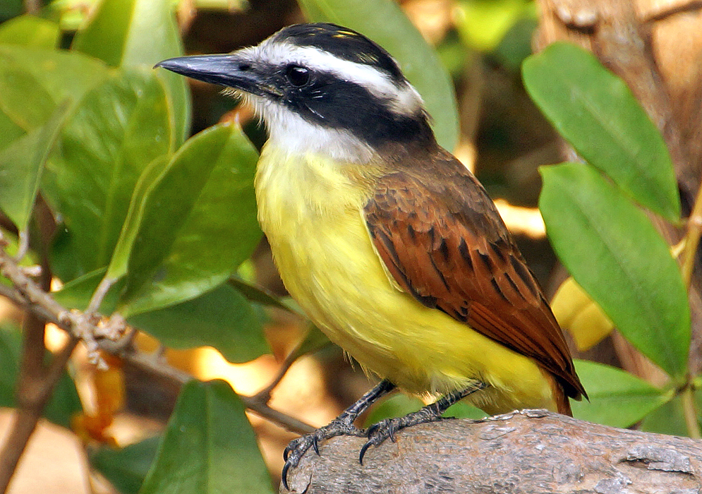 Great-Kiskadee on a branch showing its yellow breast