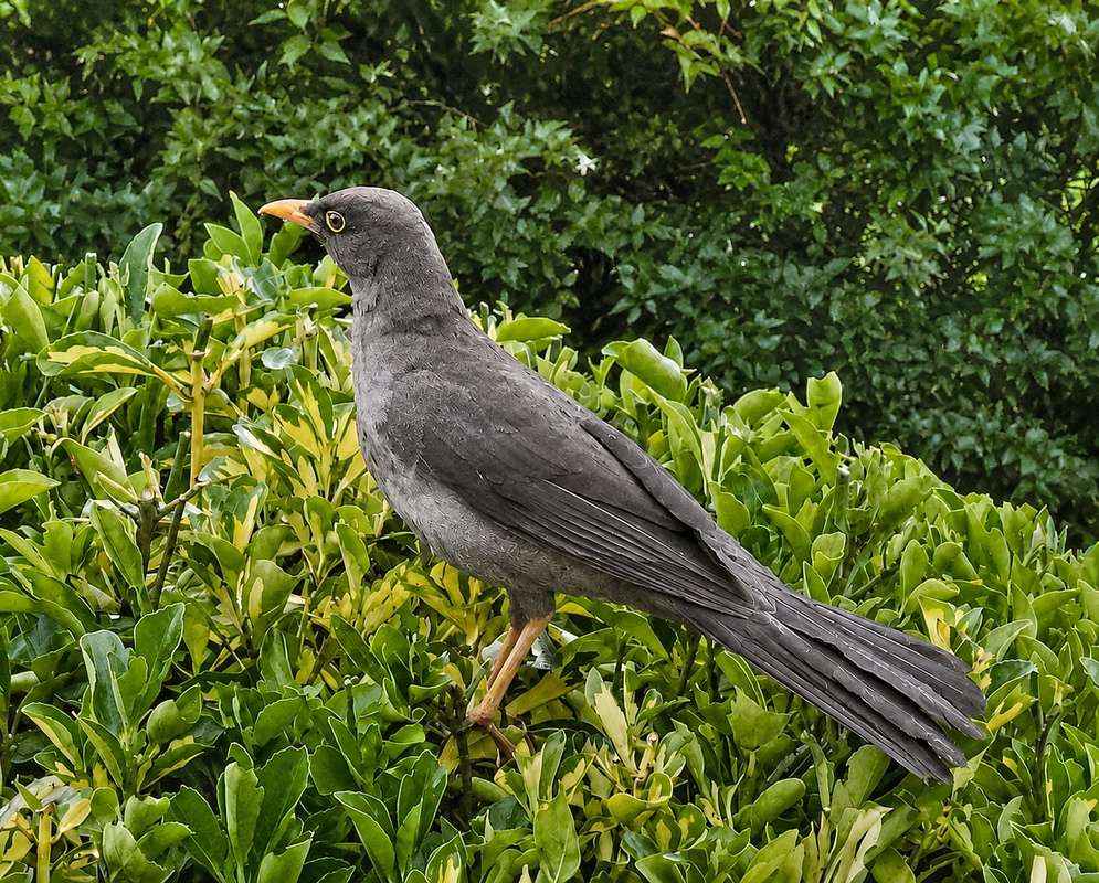 Turdus fuscater (Great Thrush) Turdus fuscater (Great Thrush) photograph