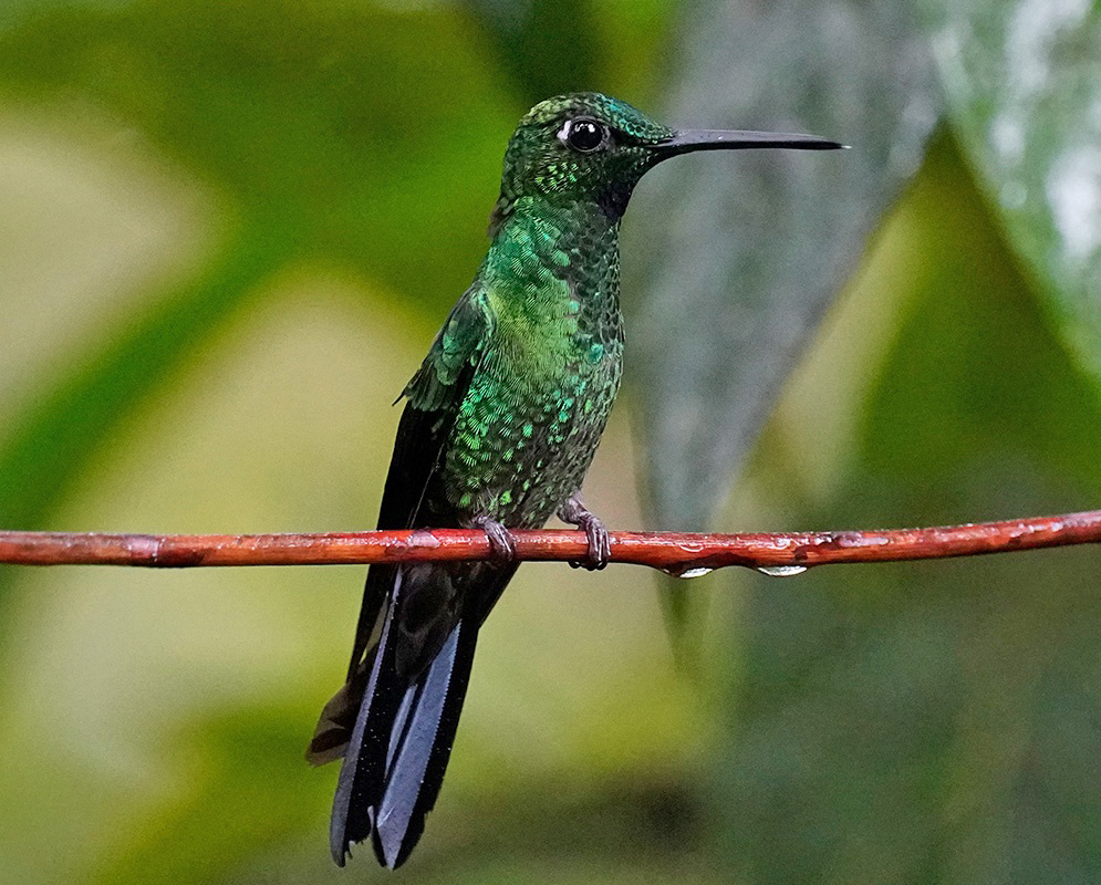 Heliodoxa jacula Full Body A Heliodoxa jacula shown in a full-body view with its plumage and body shape visible