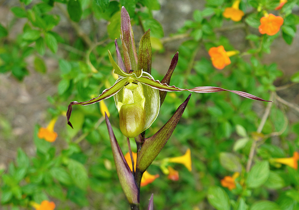 Phragmipedium longifolium green flower