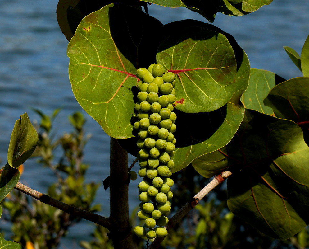Green Fruit of Coccoloba uvifera Dense cluster of immature green Coccoloba uvifera fruits hanging below two large, veined leaves with red midribs, set against a coastal backdrop