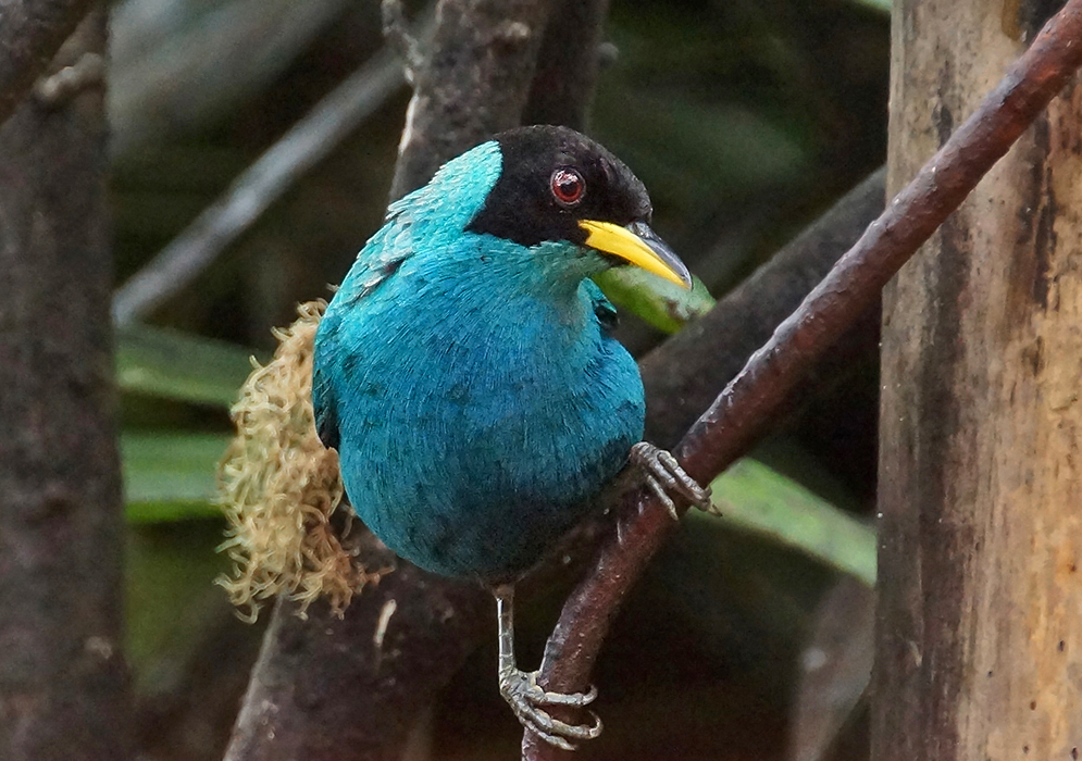 A Chlorophanes spiza with a blue breast, black head and yellow bill perched on a branch