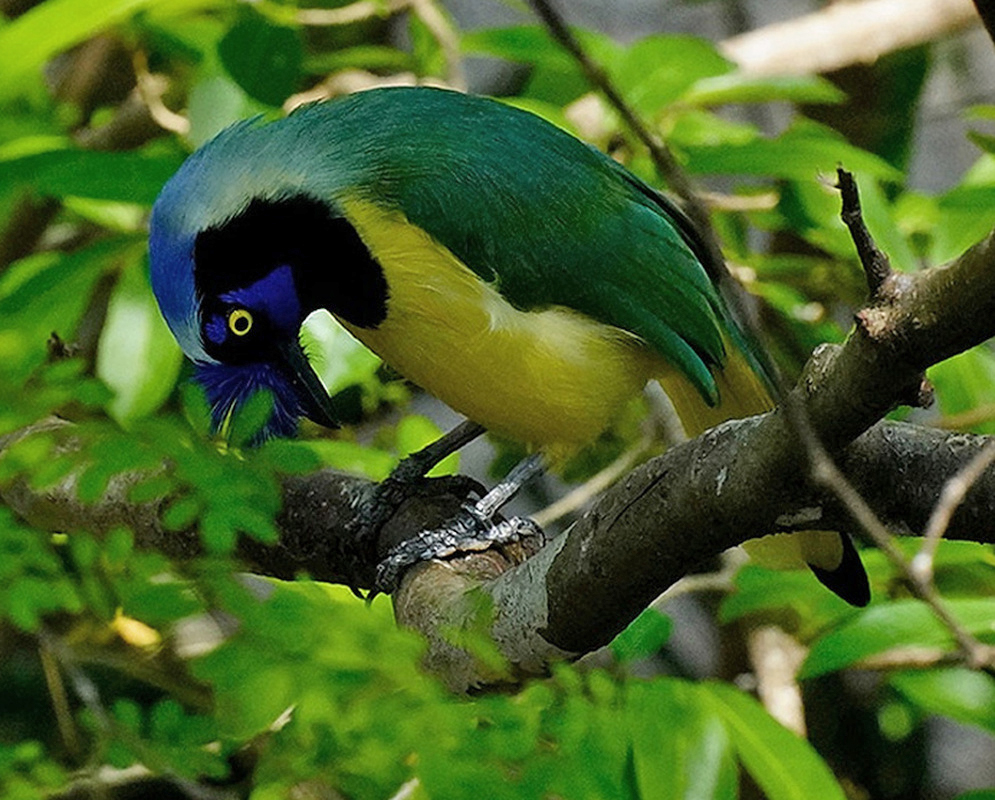 Cyanocorax yncas Full Body Alternate A Cyanocorax yncas shown in a full-body view with its plumage and body shape visible from a second distinct angle
