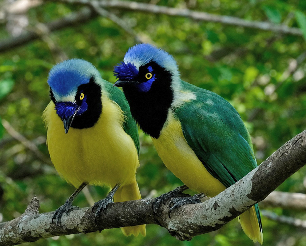 Cyanocorax yncas Pair Alternate A Cyanocorax yncas shown as a pair perched together with both birds clearly visible from a second distinct angle