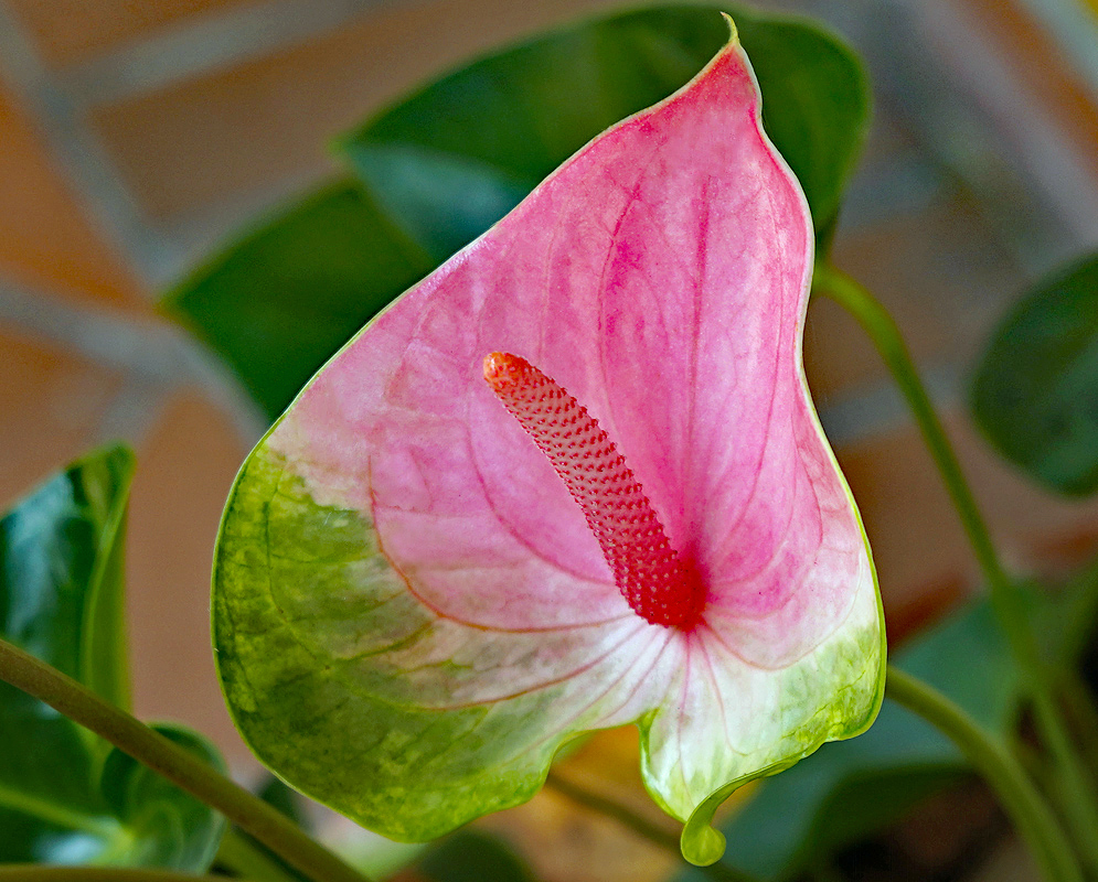 Pink and green Anthurium andraeanum flower with a pink spadix