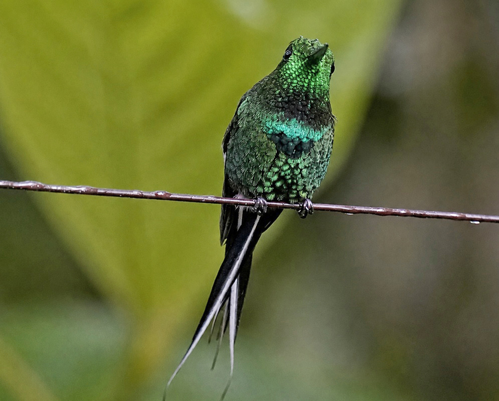 A Discosura conversii shown as the green thorntail in a clear view with its characteristic plumage visible