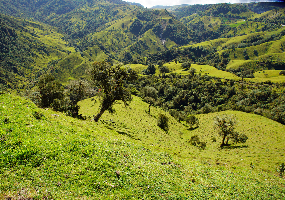 Green foothills in Tolima