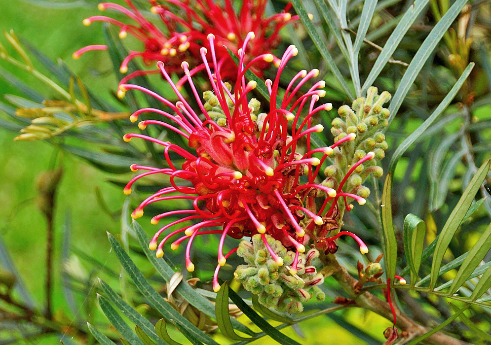 Small red tube-shaped Grevillea banksii flowers in a cylindrical raceme with yellow stigmas and racemes with green flower buds