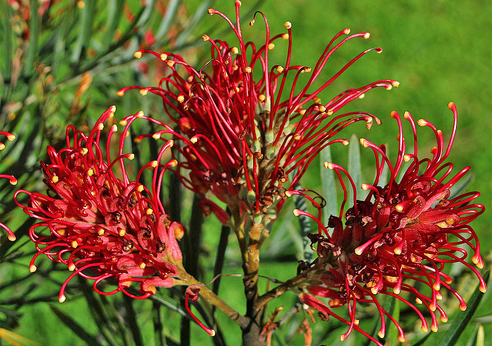 Three Grevillea banksii racemes with red flowers in sunlight