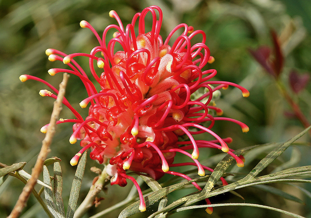 Small red tube-shaped Grevillea banksii flowers in a cylindrical raceme with yellow stigmas