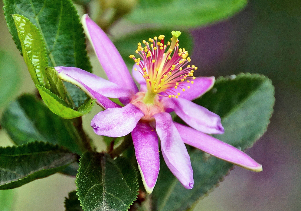 A pinkinsh purple Grewia occidentalis flower with pink filaments, yellow anthers and green stigma