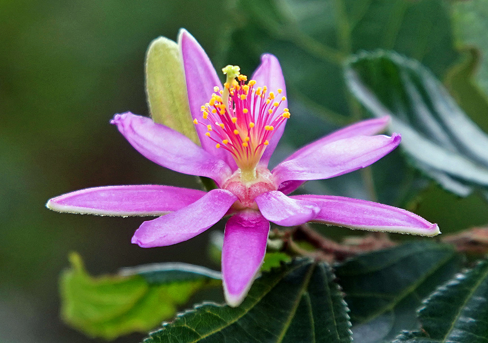 Pink Grewia occidentalis flower with pink filaments, yellow anthers and green stigma