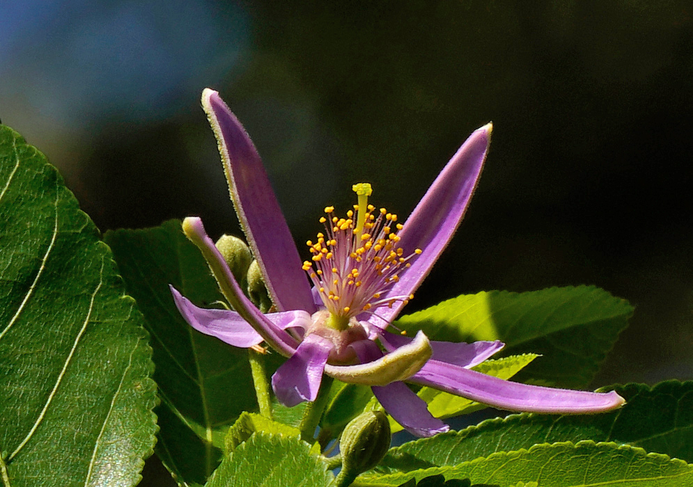 Close-up of a Grewia occidentalis flower with pale lavender petals and contrasting golden stamens