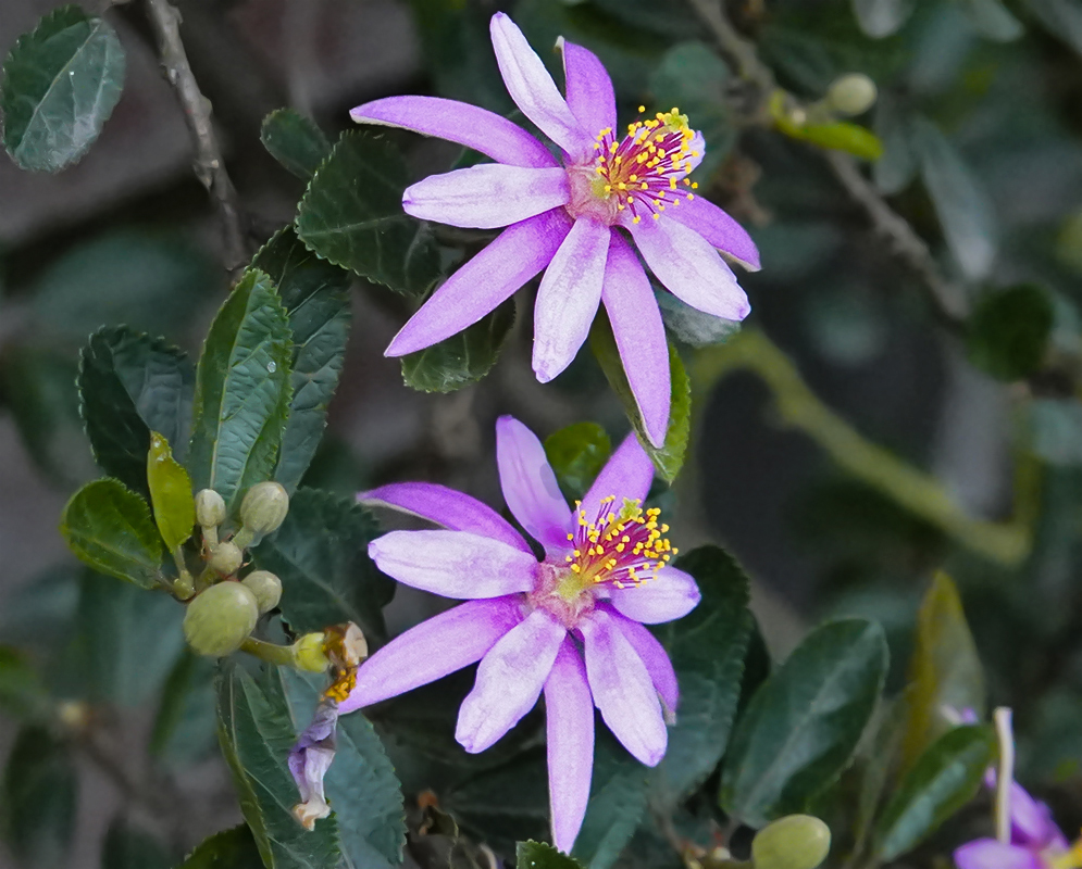 Two purple Grewia occidentalis flowers with yellow anthers