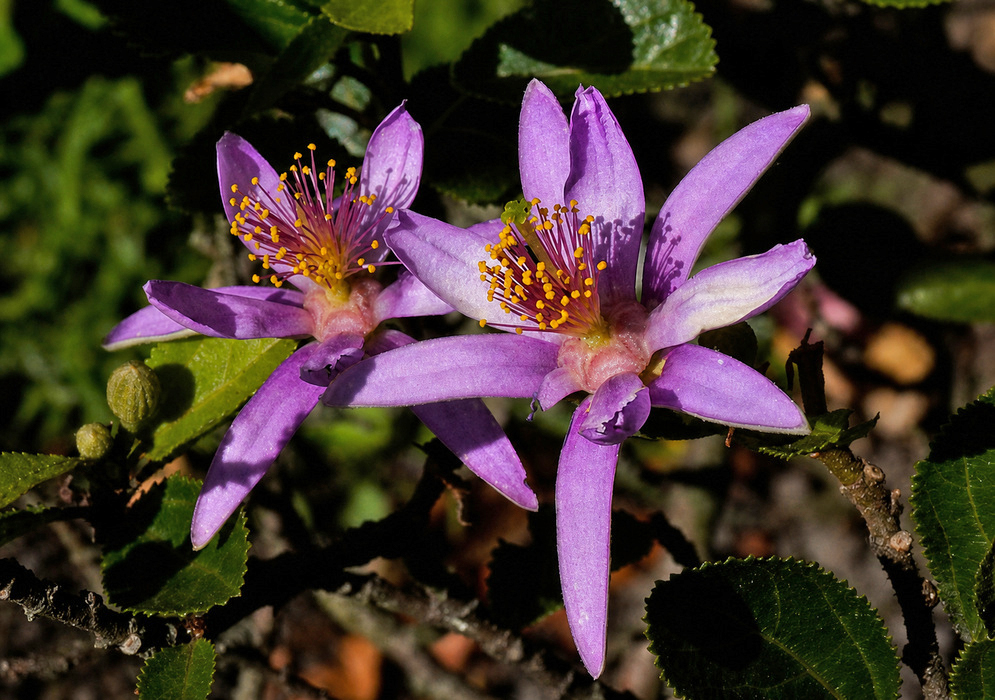 Two purple Grewia occidentalis flowers with narrow petals surrounding dense yellow stamens