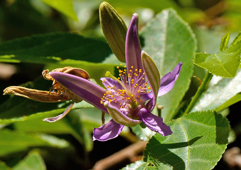 Detailed view of Grewia occidentalis showing yellow anthers extending from a soft purple corolla