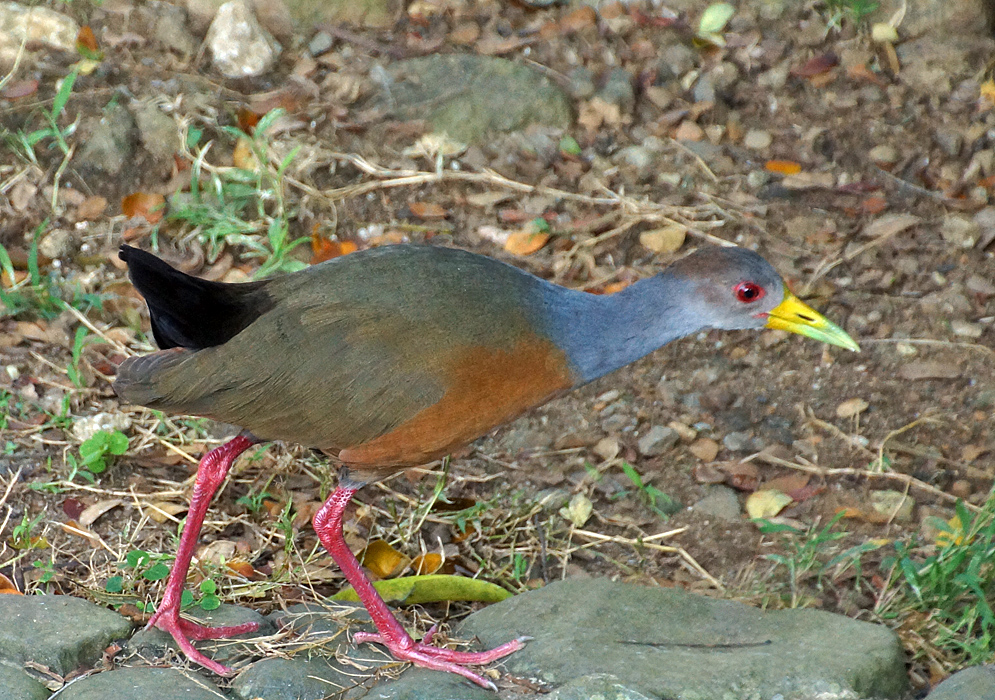 Grey and brown Aramides cajaneus with pink legs, and yellow and green beak
