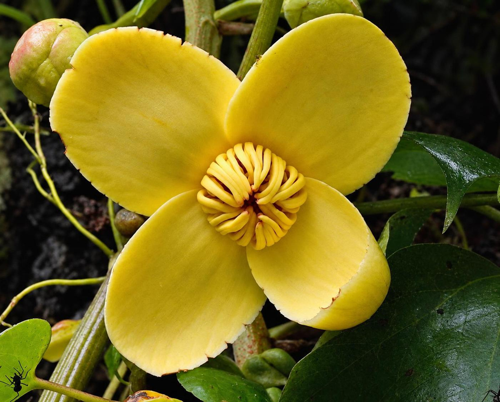 Grias neuberthii has a yellow four-petaled flower with a dense central ring of curved striped stamens