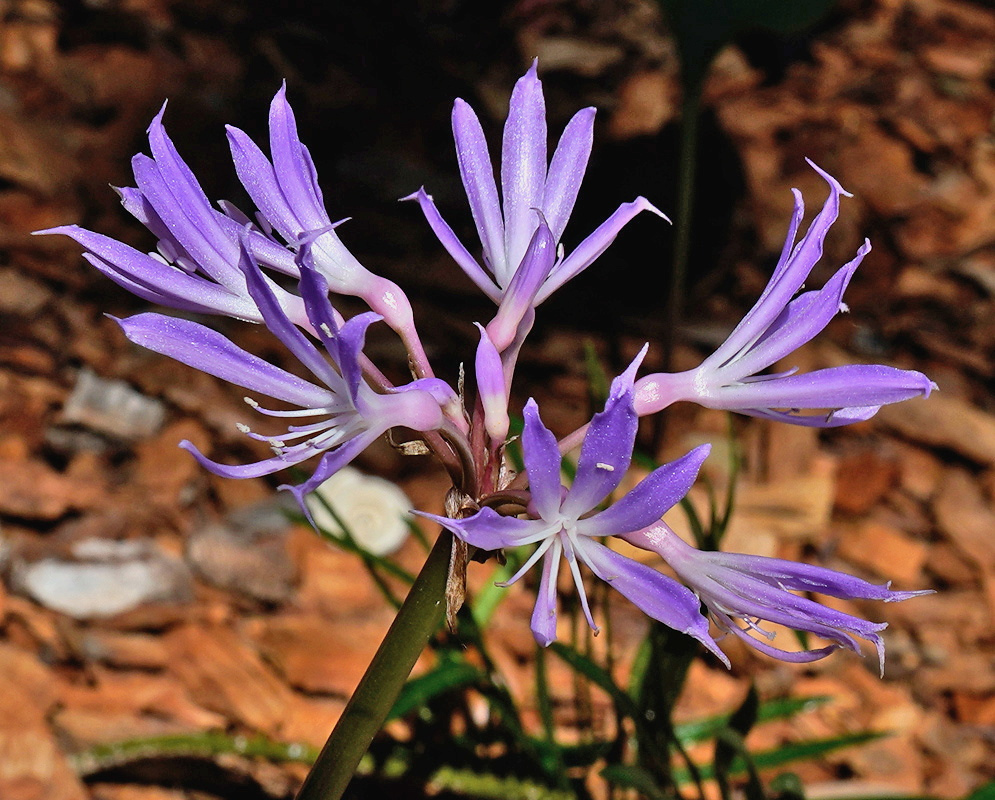 Griffinia hyacinthina bears a cluster of pale violet funnel-shaped flowers with long narrow lobes on an upright stalk
