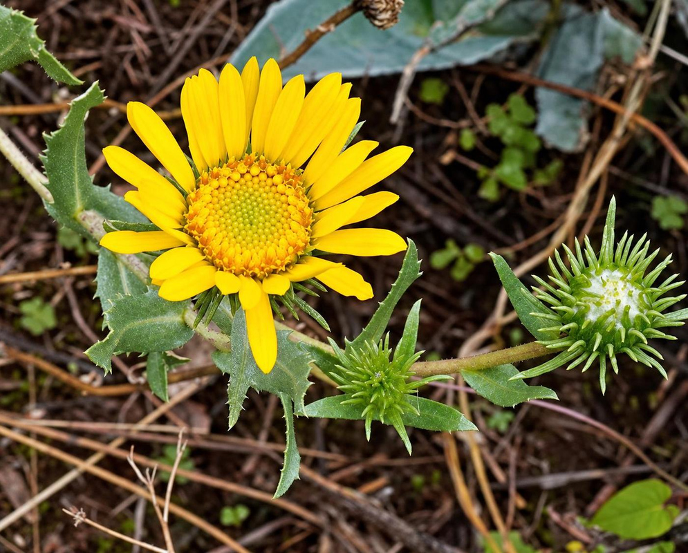 Grindelia boliviana has a bright yellow daisy-like flower head beside green buds surrounded by long pointed bracts