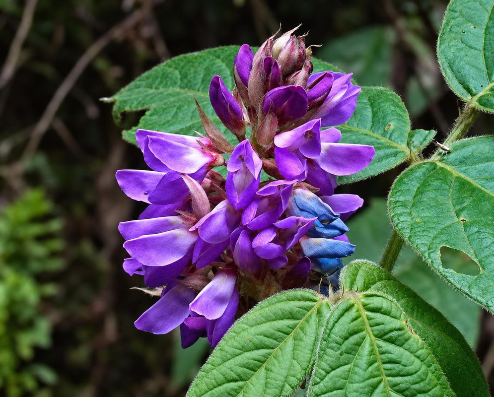 Grona heterocarpos has a compact spike of violet pea flowers beside hairy green leaves divided into three leaflets