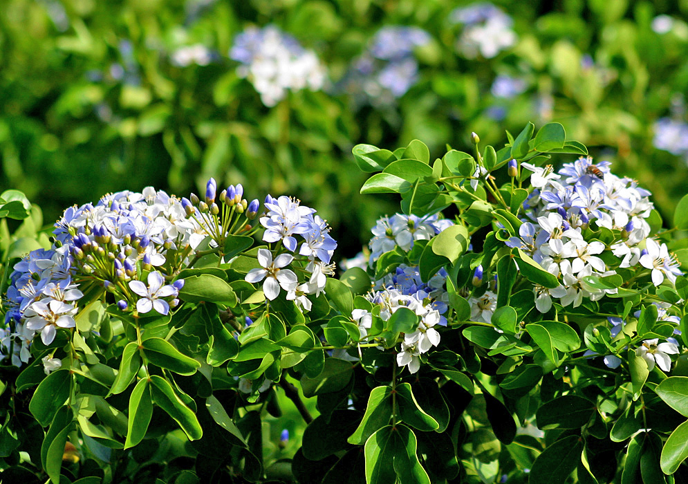 Blue and white flowers on top of a Guaiacum officinale tree