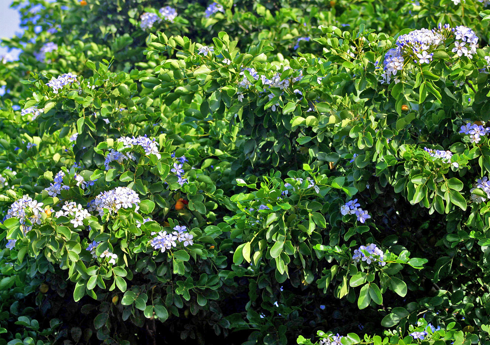 Blue and white flowers on a Guaiacum officinale tree in bloom