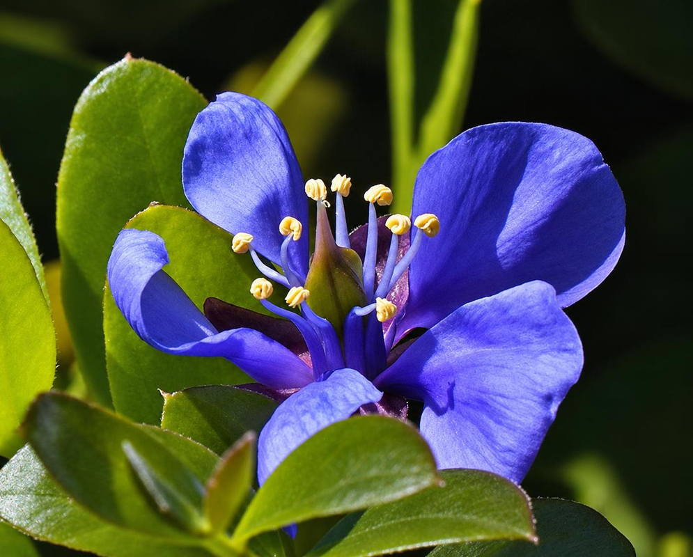 Guaiacum sanctum has a vivid blue five-petaled flower with pale yellow anthers among glossy oval green leaflets