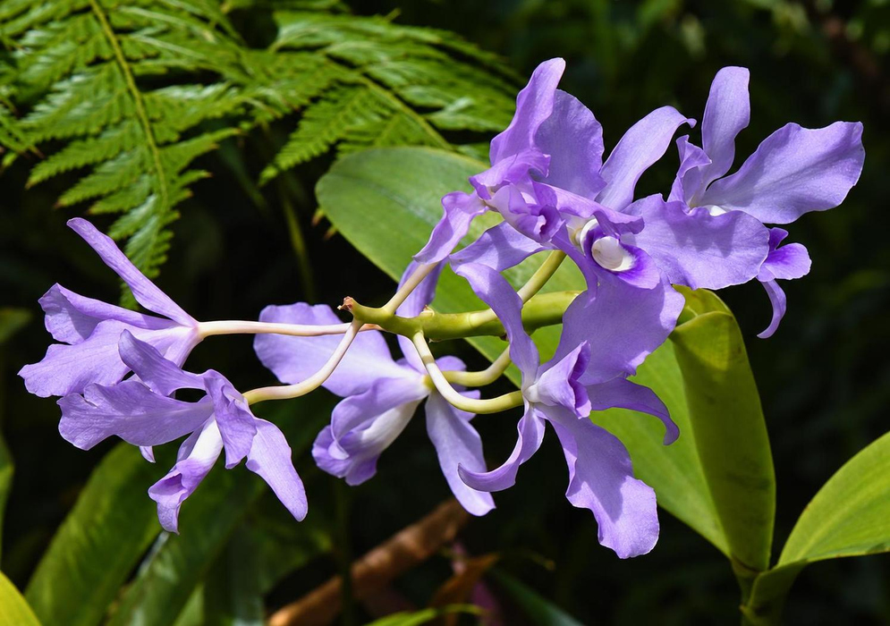Purple Guarianthe bowringiana Blue Moon flowers have ruffled darker lips with pale throat markings