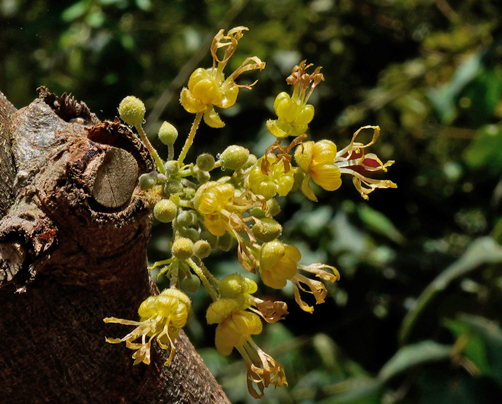 A close-up of small yellow Guazuma ulmifolia flowers with twisted stamens and fuzzy buds emerging from the side of a thick brown tree trunk