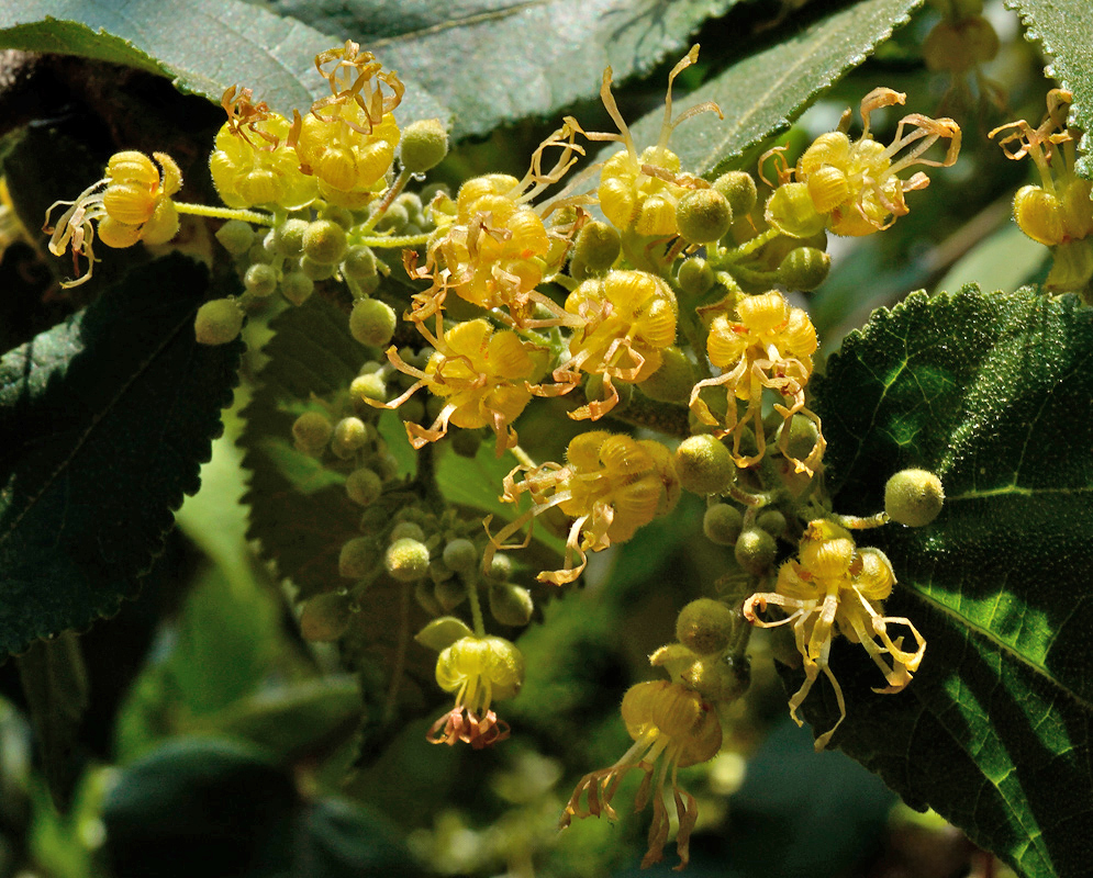 A dense cluster of yellow Guazuma ulmifolia flowers and buds surrounded by large serrated green leaves under sunlight