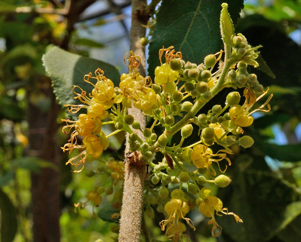 Yellow Guazuma ulmifolia flowers with curved stamens blooming along a fuzzy tree branch surrounded by green foliage