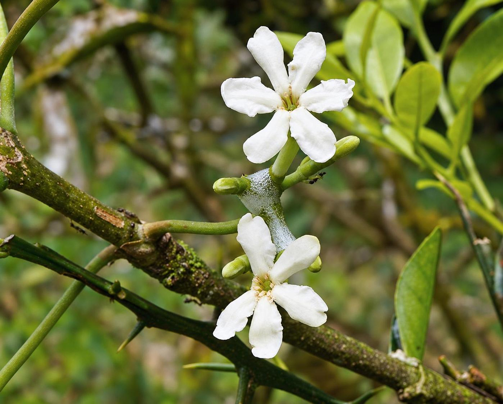 Guettarda scabra bears white star-shaped flowers and elongated green buds among opposite oval leaves