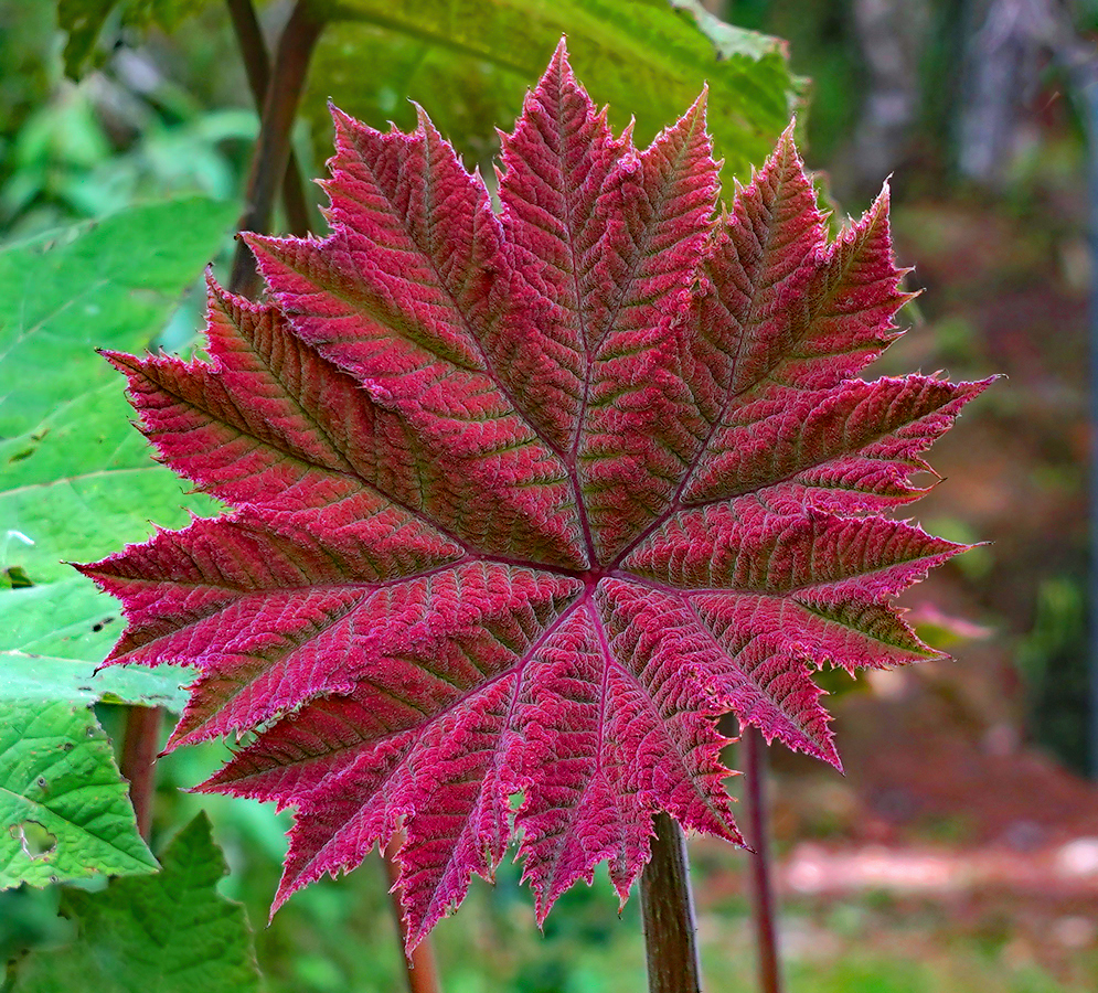 New Gunnera brephogea red leaf