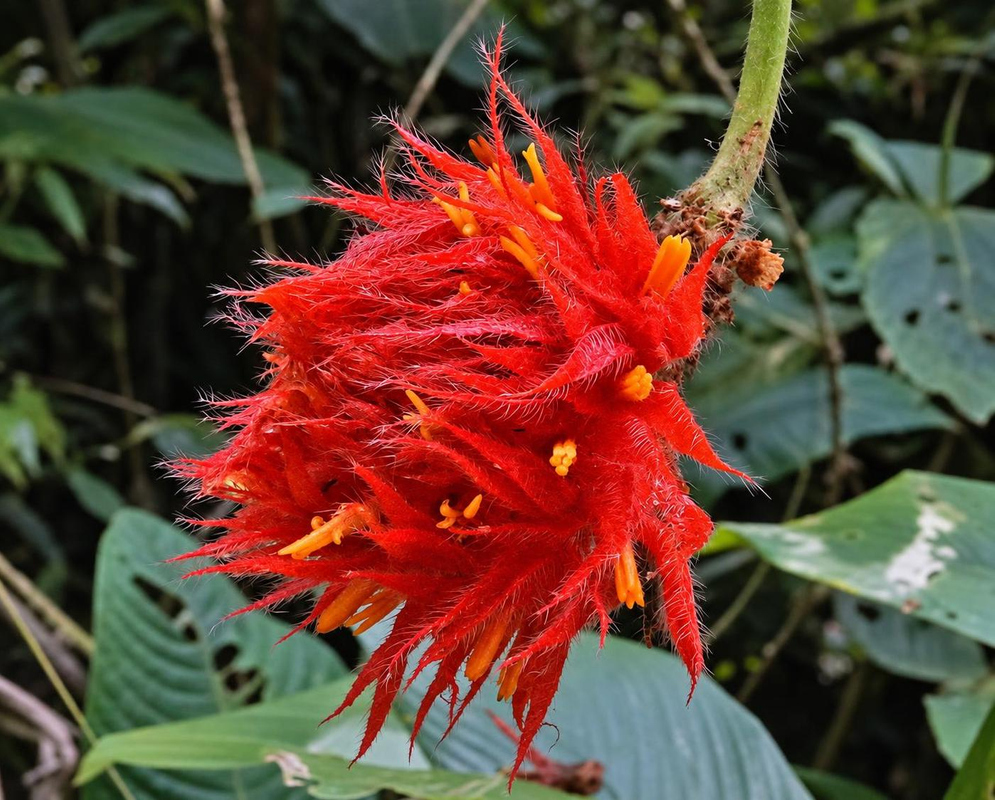 Gurania eriantha has a bright red-orange hairy flower cluster with elongated sepals and small yellow flowers