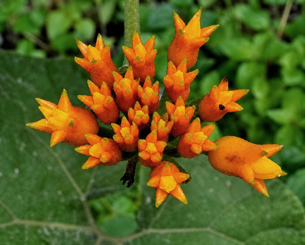 Gurania lobata orange flowers