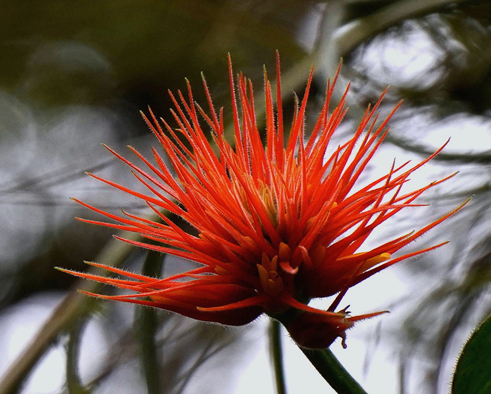 Gurania makoyana has a spherical flower cluster surrounded by long narrow red-orange sepals