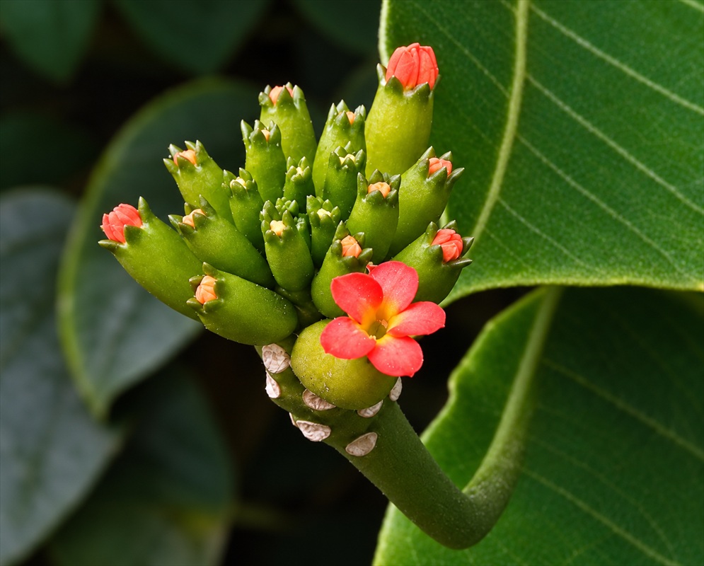 A branching Gurania tubulosa cluster holds rounded green buds and small red-orange flowers