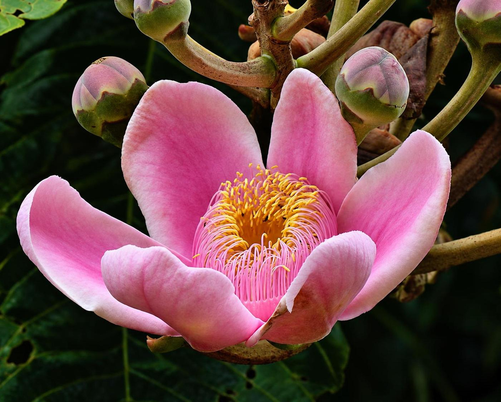 Gustavia superba has a large pink bowl-shaped flower surrounding a dense ring of pale pink and golden stamens